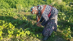 Hırsızların yeni hedefi tarım arazileri