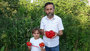 SAFRANBOLU MANİYE DOMATESİ COĞRAFİ İŞARET İLE TESCİLLENDİ