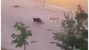 Karabük'te başıboş köpek dehşeti: Kediyi parçaladılar