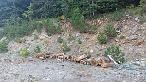 Hırsızlar Sarıçiçek’e dadandı