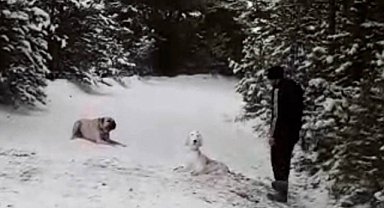 Sahibini kıskanan köpek, kardan köpeğe saldırdı