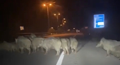 Domuz sürüsü karayoluna indi