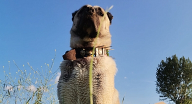 Köpeklerini bulana 5 bin TL ödül verecek