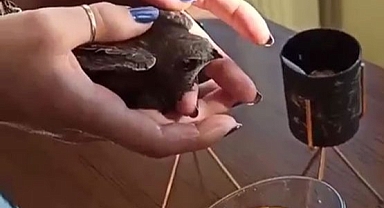 Evine Ebabil Kuşu Girdi, Şaşkına Döndü