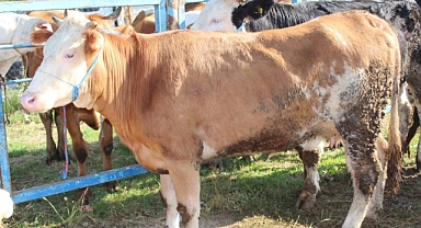 Karabük’te 29 köyde şap karantinası başlatıldı