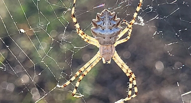 Karabük'te nadir görülen argiope lobata örümceği görüntülendi