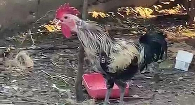 Nefesi tükenen horoz öterken bayıldı