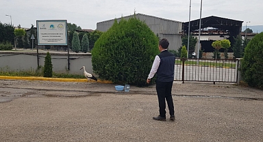 Safranbolu'da Yaralı Leylek Tarım Müdürlüğünde Bakım Altında Kalıyor