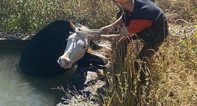 Havuza düşen ineği vatandaşlar kurtardı
