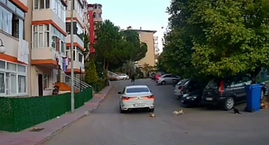 Kediyi ezen sürücüye para cezası