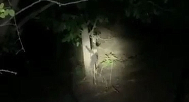 Yavru Boz Ayılar Kameraya Takıldı