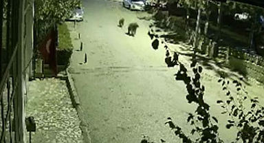 Anne ve yavru ayı bu kez sanayi sitesini turladı