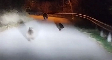 Ayı Ailesi Safranbolu'da Görüldü!