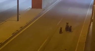 Kent merkezine inen ayı ve 2 yavrusu kameralara yansıdı