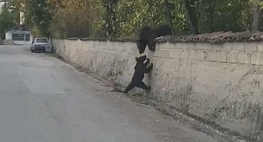 Safranbolu'da anne ayı ve yavrusu kamerada