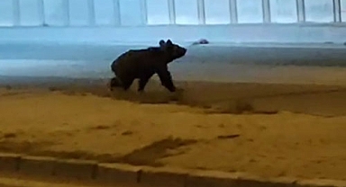 Vatandaşın ayı ile ilginç diyaloğu