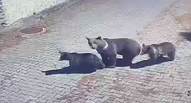 Anne ayı ve 2 yavrusu ilçeyi mesken tuttu