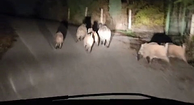 Domuz sürüsünün akşam gezintisi kameraya takıldı
