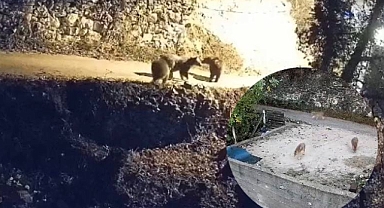 Karabük'te köye inen 3 ayı ve 4 çakal güvenlik kamerasıyla görüntülendi