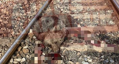 Karabük'te trenin çarptığı bir ayı daha öldü