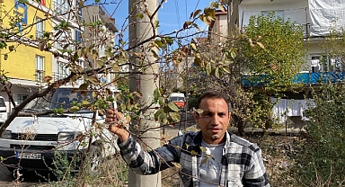 Kasım ayında erik ağaçları çiçek açtı