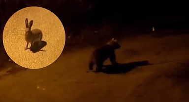 Şehir merkezine inen ayı ve yaban tavşanı kamerada