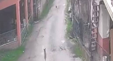 Aç kalan tilki tavuklara ve horoza saldırdı! O anlar kamerada