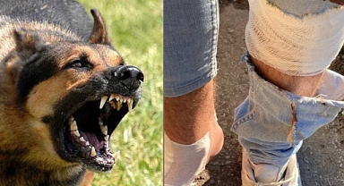 Aynı mahallede ikinci köpek saldırısı