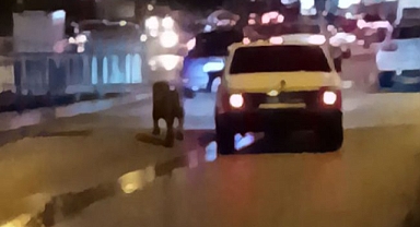 Köpeği koşturan sürücüye 7 bin 216 lira ceza