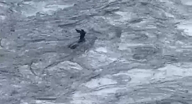 Karaca akıntıya kapıldı O anlar kameraya yansıdı!
