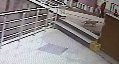 Karabük’te kedilere çarpan iki sürücüye 14 bin 432 lira para cezası verildi