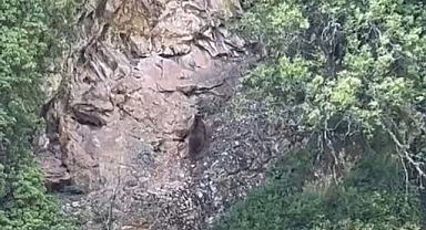 Ormanda gezintiye çıkan boz ayı kameraya yakalandı