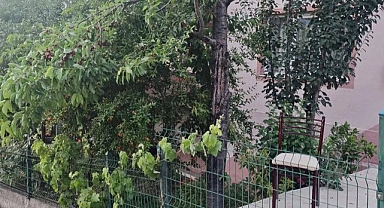 Kiraz toplarken ağaçtan düşünce yaralandı