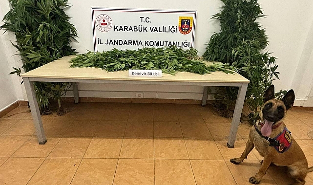 17 kök Hint keneviri ele geçirildi