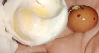 Yumurtadan yumurta çıktı