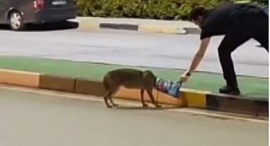 Başına poşet sıkışan çakalı, duyarlı vatandaş kurtardı