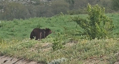 Boz ayı karayoluna indi