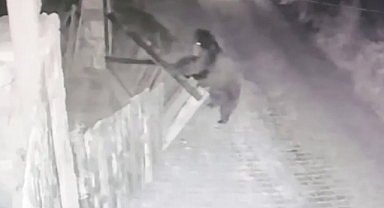 Eve girmeye çalışan ayı güvenlik kamerasına yansıdı