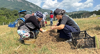 Safranbolu’da Safran Soğanı Hasadı Başladı: Kültürel Mirasın Kalbi Safranova'da Atıyor