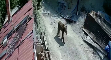 Yiyecek arayan ayılar kamerada