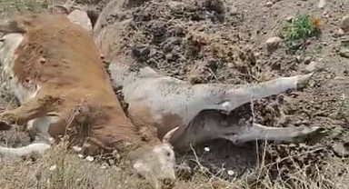 Hayvanlarımız Şap'tan ölüyor