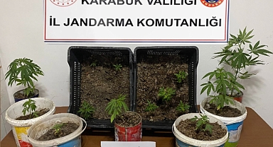 İki evde 14 kök kenevir ele geçirildi