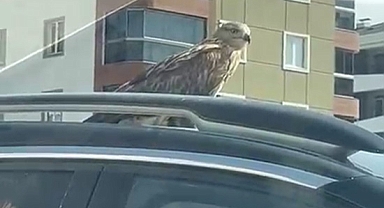 ŞAHİN TEDAVİYE ALINDI