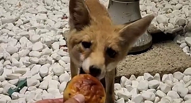 TİLKİYİ POĞAÇA İLE BESLEDİ