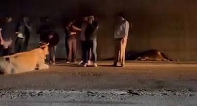 Yenice’de otomobil ineklere çarptı: 2 yaralı