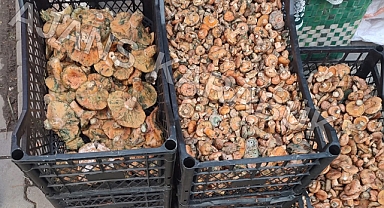 Kanlıca Mantarı Safranbolu’da Pazara İndi: Fiyatı Şaşırttı