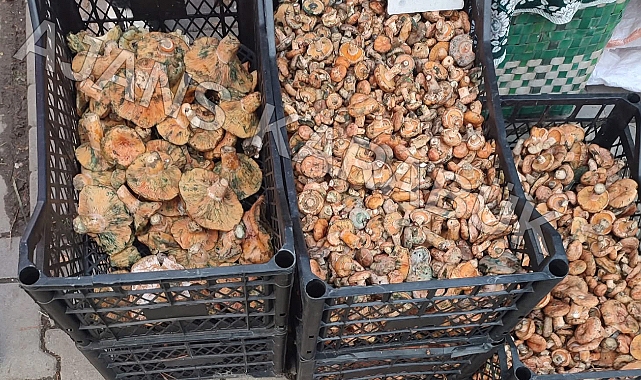 Kanlıca Mantarı Safranbolu’da Pazara İndi: Fiyatı Şaşırttı