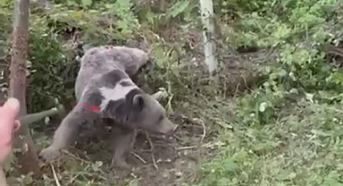 Kapana yakalanan ayı kurtarıldı