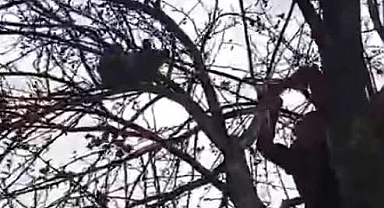 Karabük'te ağaçta mahsur kalan yavru ayı kurtarıldı