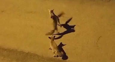 Kızıl tilki yavrularının oyunu kamerada